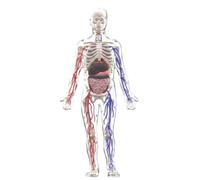 YWMJZEU Modello Modello Corpo Umano Figura Trasparente Scheletro Organi Staccabili con Componenti Colorati Materiale PP Adatto per Didattica Formazione Laboratorio, style to 1