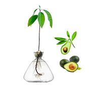 YWNYT Vaso per semi di avocado, vaso per germogli di avocado, vaso per avocado per coltivare, kit per la coltivazione di alberi di avocado, vasi di vetro per semi, vaso per piante da semi, regalo per