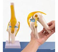 YXHXWKJ Modello Funzionale Dell'articolazione Del Ginocchio Umano Modello Articolare Dello Scheletro Umano Modello Dell'articolazione Del Ginocchio Modello Della Rotula Modello Della Rotula