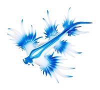 yztju Figura Di lumacadiMare, Scultura Di Polpo | Giocattolo Modello Animale Marino - Simulazione Figurine Lumache Di mareModelli Di Giocattoli, Piccola lumacadimareE Statua Di Polpo