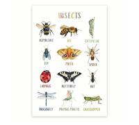 YZWRWRMKTB Bugs and Insects Chart Poster, Educational Species Guide for Science Classroom Decor, Kids Homeschool Learning Resource(Framed,12x18inch(30x45cm))