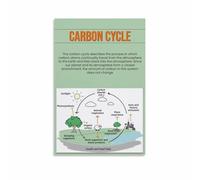 YZWRWRMKTB Environmental Science Wall Art - The Carbon Cycle Educational Chart, Biology Classroom Decor & Nature Inspired Poster for Study Room (Unframed,08x12inch(20x30cm))