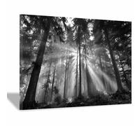 ZAMAEIU Generico Carta da Parati Moderna Bagliore nell'abisso della foresta Schizzo In Bianco E Nero Fotomurali Moda, Adatto per camera da letto,appartamento(bianco e nero125)-50x70cm Incorniciato