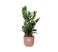 Zamioculcas Pianta IN Elho Vibes Pieghevole Pentola 14 CM - Pratico da Camera