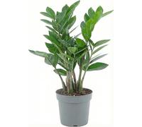 Zamioculcas Zamiifolia - “Pianta di Padre Pio” da Interno - Zamia/Gemma di Zanzibar Resistente e Facile da Curare, Purifica l’Aria - Perfetta per Casa e Ufficio e Regalo Verde
