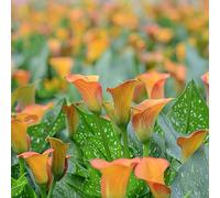 Zantedeschia Calla autunnali ufficio giardino decorazione 4bulbi