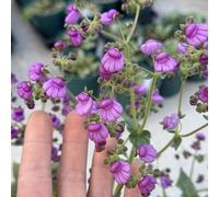 zapatilla Copertura perenne resistente di giardino rocce primavera Calceolaria herbeohybrida - parterre sul balcone letto elevato giardino 200pcs