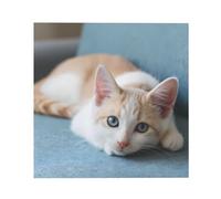 ZAQXSWCDEV Poster decorativo su tela con il gatto sul divano, design completamente stampato, materiale in fibra di perla, finitura lucida, adatto per salotti, camere da letto e molto altro ancora