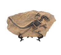 ZASCHMOY Figura fossile di scheletro di dinosauro ad alta simulazione - Statua modello fossile di dinosauro in resina per la decorazione di casa e ufficio Replica autentica per studio ed esposizione