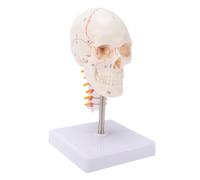 ZASCHMOY Modello di Cranio Umano Numerato Display Didattico Anatomico Staccabile con Base Ponderata per la Formazione Medica PVC 19x11x11 Cm