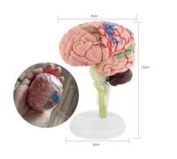 ZASCHMOY Modello Educativo del Cervello Umano Anatomico con Dettagli Colorati per l'insegnamento e l'apprendimento Medico - Modello di Plastica Leggero con Base Bianca - Ideale per la Formazione