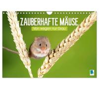 Zauberhafte Mäuse: Von wegen nur Grau (Wandkalender 2026 DIN A4 quer), CALVENDO Monatskalender: Die Maus: Possierlicher Plagegeist