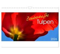 Zauberhafte Tulpen (Wandkalender 2026 DIN A4 quer), CALVENDO Monatskalender: "Die Blumen des Frühlings sind die Träume des Winters" (Khalil Gibran)