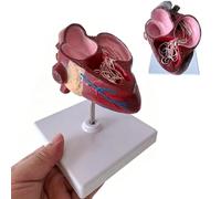 Zayuzo Modello Anatomico del Cuore Canino, Modello Anatomico della Filaria del Cane con Base, Modello Anatomico del Cuore del Cane in PVC con Ventricoli E Vasi Sanguigni per La Ricerca E L'istruzione