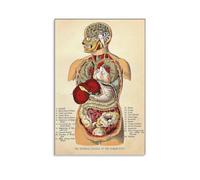 ZDVHOMCB Vintage Medical Anatomy Poster - Classic Human Body Organ Systems Chart, Artistic Canvas Wall Art for Home Office, Study, or Clinic Decor Unframed,16x24inch(40x60cm)