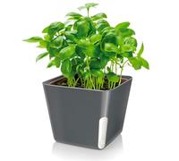 Zendea Vaso Quadrato Nero per Piante e Fiori 13x13x11cm Trasparenza Laterale per il Cotrollo del Livello dell'Acqua - Realizzato in Plastica Resistente è Ideale per Tezzarra, Giardino e Balcone