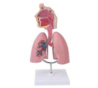 ZenithAur Strumento di insegnamento del cuore rimovibile, moo di METODO respiratorio 4D e display anatomico polmonare umano, ideale per scopi educativi e dimostrazioni in classe