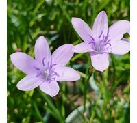 Zephyranthes giardino decorativo del balcone giardino letto riverdimento elevato dei tetti balcone letti 20Bulbi
