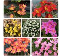 Zephyranthes giardino decorativo del balcone giardino letto riverdimento elevato dei tetti bulbi balcone letti 20pcs