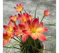 Zephyranthes ornamentali interno giardino resistente alla siccità 7bulbi