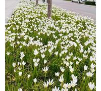 zephyranthes per giardino Aiuole rialzate per il giardino decorazione d'appartamento resistenti 15bulbi