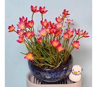 Zephyranthes resistenti in vaso Coltivare giardino su un balcone 4bulbi