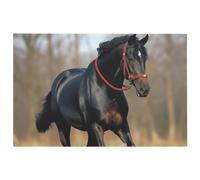 Zerbino super assorbente, antiscivolo, tappetino di benvenuto per ingresso, resistente, con cavallo sul prato, tappeto da ingresso, facile da pulire, morbido, per interni ed esterni, garage, patio