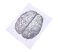 Zerodeko 1 Pz Disegni Anatomici Umano Anatomico Poster Cervello Dettagliato Anatomia Struttura Vene Colorato Manifesto Murale Manifesto Scientifico Pittura Anatomica Tela in Fibra Chimica