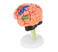Zerodeko 1 Pz Modello Cerebrale Modello Di Cervello Umano Anatomia Incontro Modello Anatomico Cervello Umano Realistico Modello Di Cervello Assemblato Modello Di Cervello Anatomico Pvc