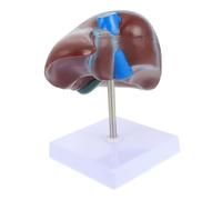 Zerodeko 1 Pz Modello Fegato con Base Realistico e Didattico per Studio Medica Struttura Dettagliata per Comprendere Fisiologia Del Fegato