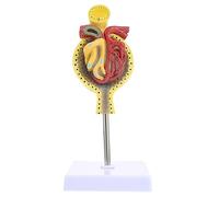 Zerodeko 1 Pz Modello Glomerulare Anatomia Glomerulus Dissezione Modello Renale Umano Modello Anatomico Modello Medico Di Glomerulo Modello Di Glomerulo Anatomico Medico Pvc