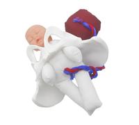 Zerodeko 1 Set Di Modelli Anatomici Di Bacino: Simulatore Di Parto Realistico Per La Formazione Ostetrica Scolastica E La Dimostrazione Del Parto