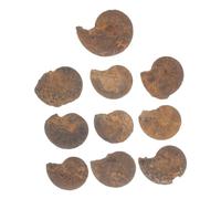 Zerodeko 1 Set Fossile Di Ammonite Conchiglia Modello Ammonitico Ornamento Educativo Di Ammonite Alunno Divertenti Modelli Di Ammoniti Campione Calcolo Scienza Fossile Naturale 10 Pezzi