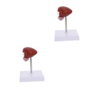 Zerodeko 2 Pezzi Modello Didattico Anatomico Anatomia Del Modello Classe Modello Anatomico Realistico Della Vescica Modello Di Vescica Scolastica Modello Anatomico Medico Marrone Plastica