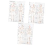 Zerodeko 3 Pezzi Poster per Insegnamento Decorazionper Scuole e Laboratori Design per Studenti e Appassionati Anatomia