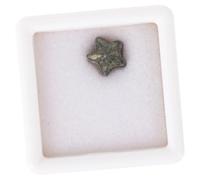 Zerodeko Campione Di Fossile Di Encrinite Antico Per Scuola e Didattica Con Scatola Portaoggetti, Esemplare Didattico Di Paleontologia Per Insegnamento e Decorazione Casa