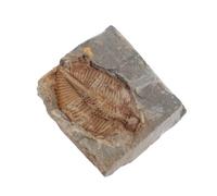 Zerodeko esemplare fossile trilobato esemplare di trilobiti campione campioni di aula di scienze esemplari