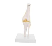 Zerodeko Modello al ginocchio Modello di anatomia umana modello medico dell'articolazione del ginocchio modello di articolazione del ginocchio modello di anatomia del ginocchio plastica