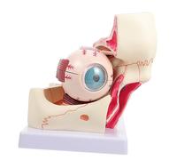 Zerodeko Modello Anatomico Dell'Occhio Anatomia Del Bulbo Oculare Modello Anatomico Del Bulbo Oculare Modello Del Bulbo Oculare Umano Modello Dell'Occhio Modello Dell'Orbita