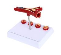 Zerodeko Modello Cardiovascolare Modello Didattico Realistico per Scuole e Infermieristiche Strumento Educativo per Fisiologia e Anatomia Dettagli Autentici e Resistente