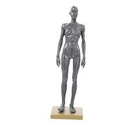 Zerodeko Modello del cranio di riferimento di disegno modello di insegnamento del corpo femminile modello di anatomia del corpo modello muscolare cg pittura scultura resina Colore Casuale
