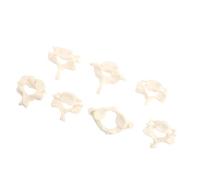 Zerodeko Modello di Colonna Cervicale a Grandezza Naturale in Pvc Resistente, Modello di Vertebre Umane per Insegnamento Medico ed Educazione Pazienti, Strumento Didattico Anatomico