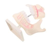 Zerodeko Modello di Denti in Plastica Realistico per Scolastica Simulazione Dettagliata per Studio e Dimostrazione