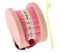 Zerodeko Modello Didattico per Dentiera Realistica per Insegnamento Scienze Modello Denti Umani per Scuola Elementare Gioco Educativo per Igiene Orale