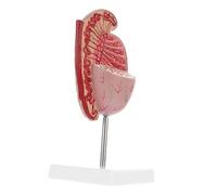 Zerodeko Modello Testicolare Anatomia Umana Modelli Di Anatomia Modello Di Organi Umani Modello Di Anatomia Del Busto Umano Modello Anatomico Modello Di Organi Anatomici Modello Umano Pvc