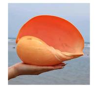 ZGHQHCDRH Conchiglie, 8-13 cm for Decorazioni e lavori Fai da Te(10~12cm)