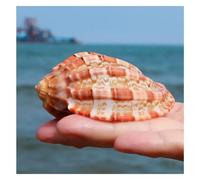 ZGHQHCDRH Conchiglie, Conchiglia di Granchio eremita da 7~10 cm for Decorazioni Nuziali, Feste a Tema Spiaggia, for la casa, Artigianato Fai Te(9~10cm)