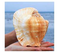 ZGHQHCDRH Conchiglie, Decorazioni for la casa di Conch(14~15cm)