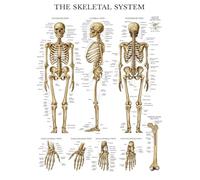 ZGPOSQKZSC Bones of The Human Body Poster - Complete Skeletal System Anatomy Chart with Muscle Attachments, for Students & Teachers Reference(Framed,16x24inch(40x60cm))