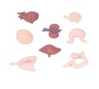 Zhangpu 8 Pezzi Modello di Organo del Corpo Umano Modello Realistico Cervello Cuore Educativo Strumento Didattico per Studenti Apprendimento Scientifico